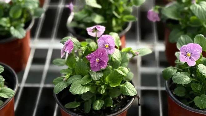 园风光交织金山推出周末休闲新路线冰球突破豪华版手机版现代农业与田(图2) 园风光交织金山推出周末休闲新路线冰球突破豪华版手机版现代农业与田(图2)