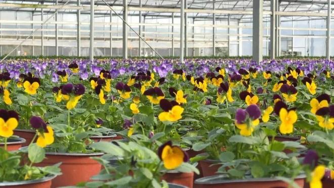 园风光交织金山推出周末休闲新路线冰球突破豪华版手机版现代农业与田(图5) 园风光交织金山推出周末休闲新路线冰球突破豪华版手机版现代农业与田(图5)