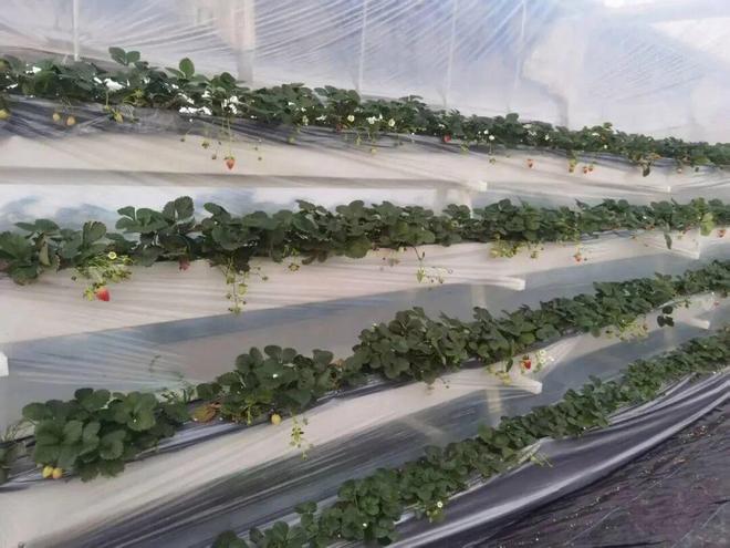 园风光交织金山推出周末休闲新路线冰球突破豪华版手机版现代农业与田(图8)