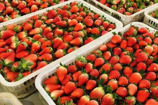 园风光交织金山推出周末休闲新路线冰球突破豪华版手机版现代农业与田(图7)